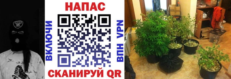 OMG   Киржач  Конопля SATIVA & INDICA 